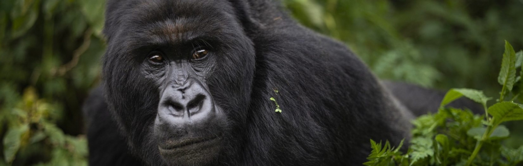 Why is gorilla trekking so expensive?