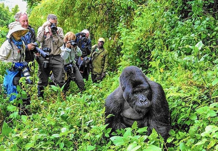 3 Days Bwindi Gorilla Trekking Safari