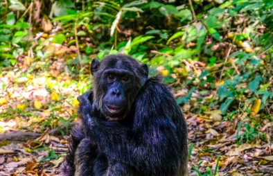 3 Days Kibale Chimpanzee Trekking Safari