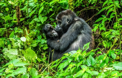 Minimum Age for Gorilla Trekking
