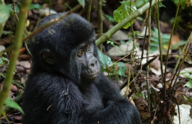 4 Days Rwanda Gorilla Trekking & Lake Kivu Safari