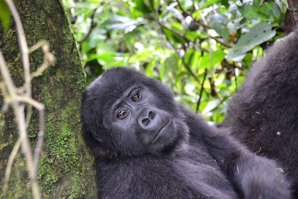 Uganda Gorilla Trekking from Kigali