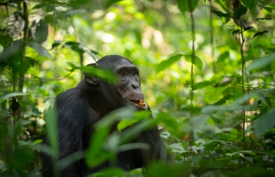 5 Days Uganda Wildlife & Chimpanzee Safari