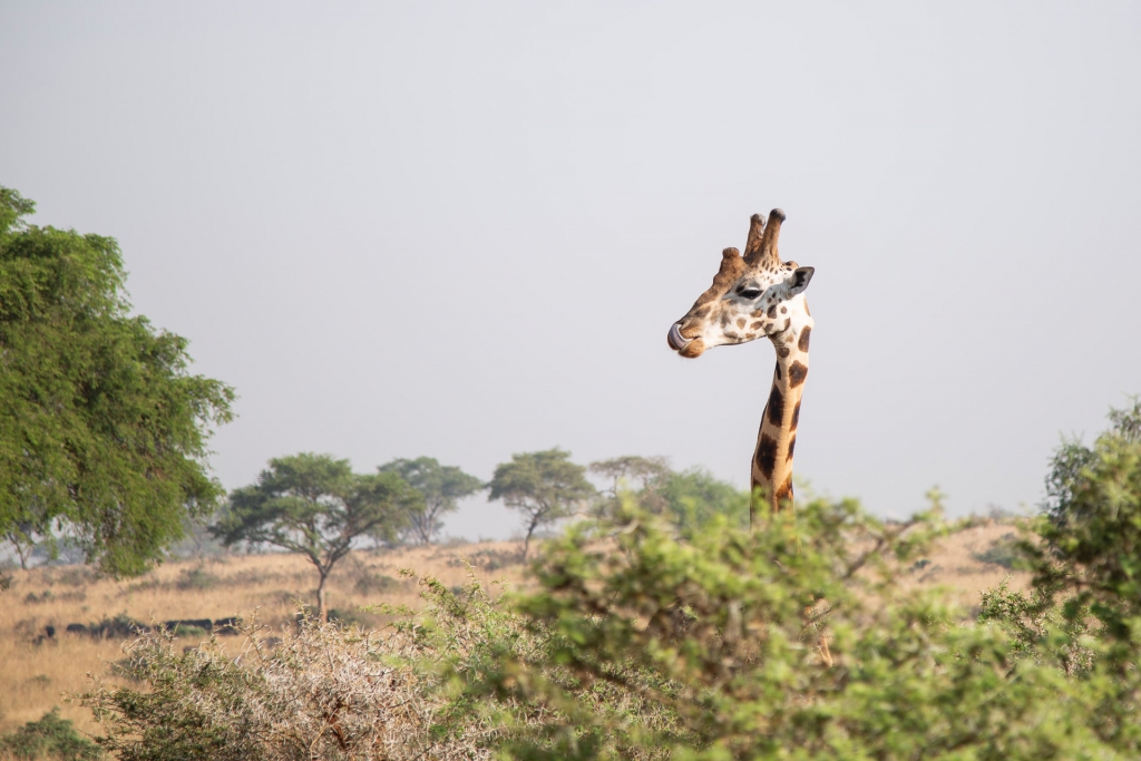 7 Days Rwanda Safari Holiday