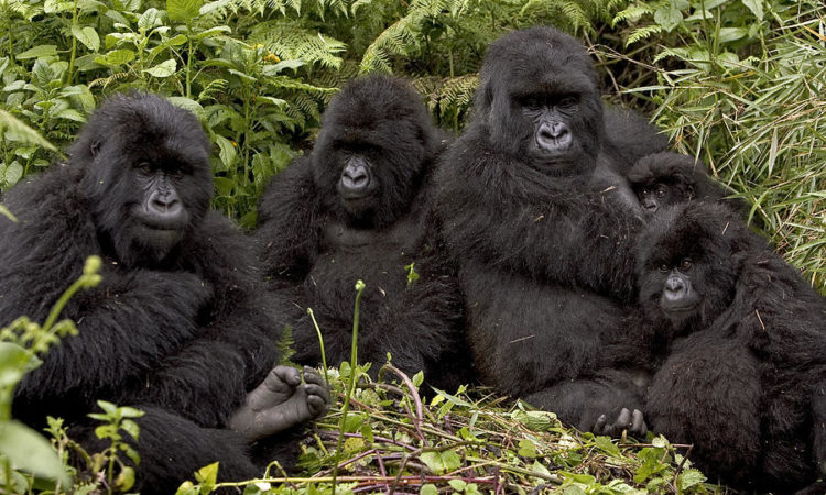 mubare  gorilla family