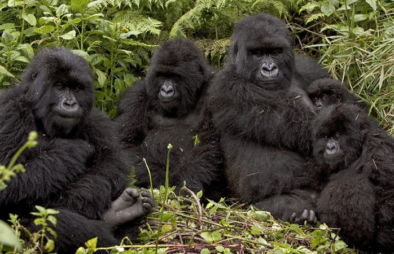 Nyakagezi gorilla family