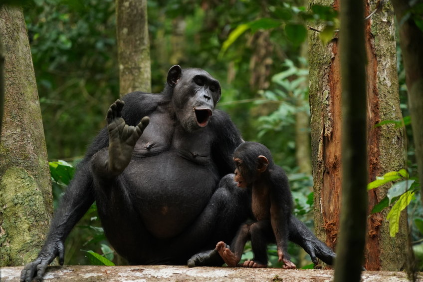 Chimpanzee tracking in Uganda, Rwanda and Tanzania